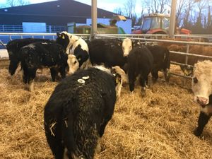 Hereford Bullocks - Image 4