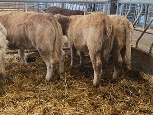 320kg Heifers - Image 2