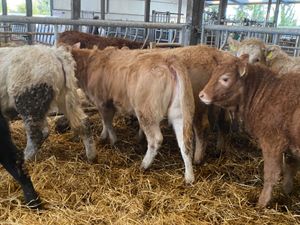 320kg Heifers - Image 3