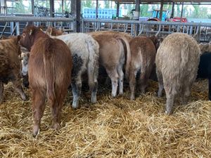 320kg Heifers - Image 4