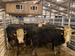 Hereford Bullocks - Image 2