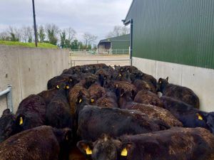 50 Angus Heifers - Image 3