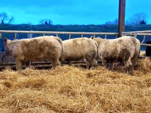 U Grading Heifers - Image 3