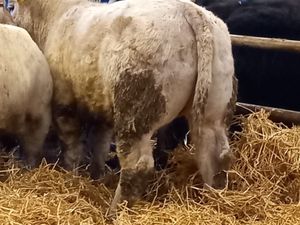 U Grading Heifers - Image 4