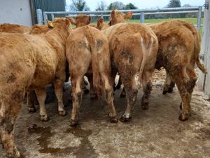 Charolais Heifers - Image 2