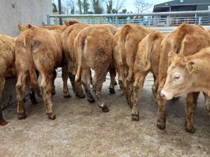 Charolais Heifers - Image 3