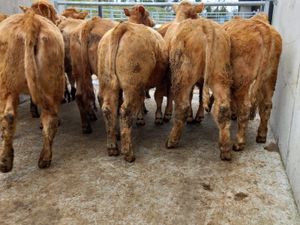 Charolais Heifers - Image 4