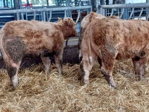 340kg CHX HFRS - Image 3