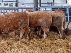 340kg CHX HFRS - Image 4