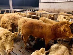 Charolais  Bulls - Image 4