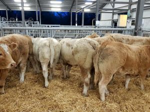 Top Class Heifers - Image 2