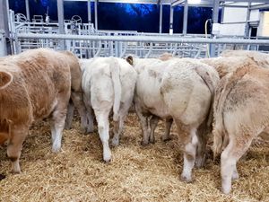 Top Class Heifers - Image 3