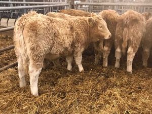 Top Class Heifers - Image 4