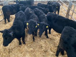 ANGUS HEIFERS - Image 4