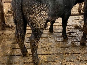 Angus Bullocks - Image 2