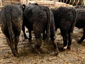Angus Bullocks - Image 4