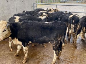 Super Hereford Heifers - Image 2