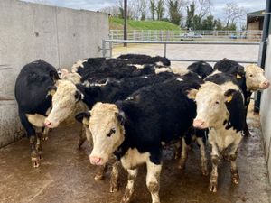Super Hereford Heifers - Image 3
