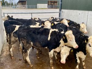 Super Hereford Heifers - Image 4