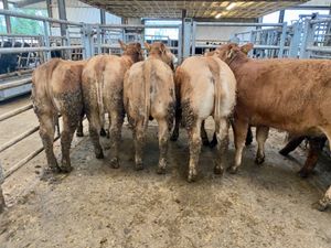 U Grading Heifers - Image 2