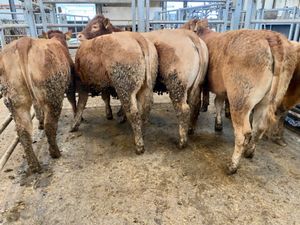 U Grading Heifers - Image 3
