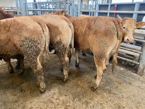 U Grading Heifers - Image 4
