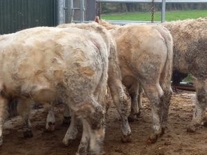 Charolais Bullocks - Image 2
