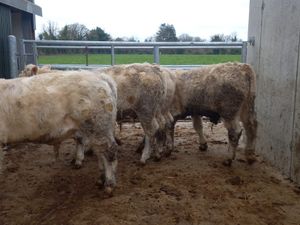 Charolais Bullocks - Image 3