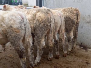 Charolais Bullocks - Image 4