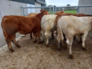 Super Bullocks - Image 2
