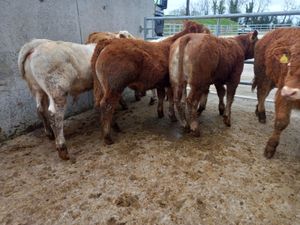 Super Bullocks - Image 3