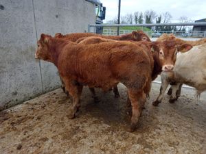 Super Bullocks - Image 4