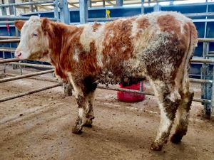 Breeding Heifer - Image 2