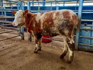Breeding Heifer - Image 3