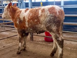 Breeding Heifer - Image 4