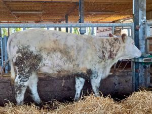 Roan Heifer - Image 2