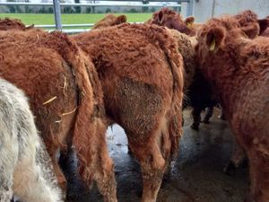 Super Bullocks - Image 2