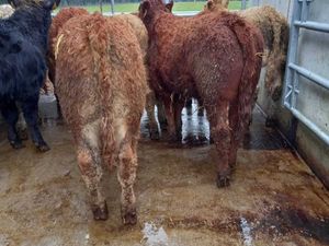 Super Bullocks - Image 3