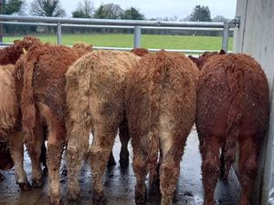 Super Bullocks - Image 4