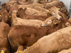 Limousin Heifers - Image 3