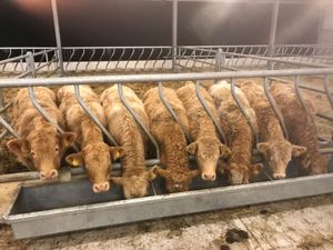 Loads of Milk - Image 2