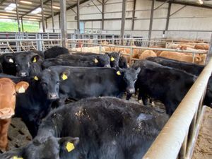 Angus Heifers - Image 3