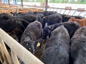 Angus Heifers - Image 4