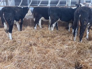 Hereford Runners - Image 2