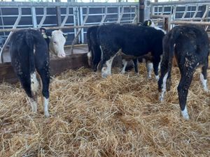 Hereford Runners - Image 4