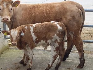 Super Cow & Calf - Image 2