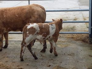 Super Cow & Calf - Image 3