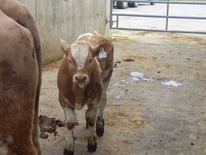 Super Cow & Calf - Image 4