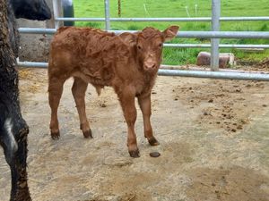 Super Cow & Calf - Image 2