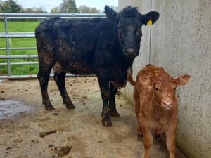 Super Cow & Calf - Image 3